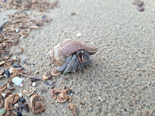 Tawny Hermit Crab