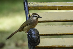 White-Browed Laughingthrush photo 4