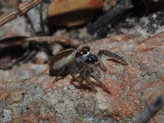 Opisthoncus abnormis