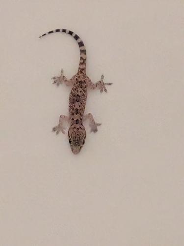 Mediterranean House Gecko