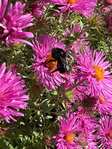 Hill Cuckoo Bumble bee