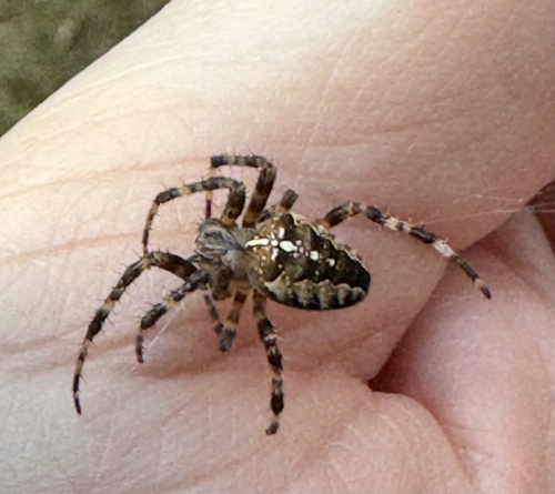 Cross Orbweaver