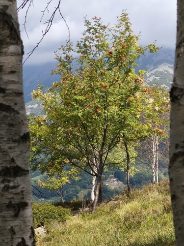 European mountain ash