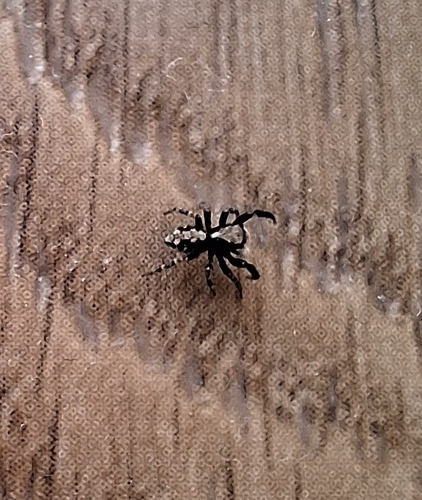House Jumping Spider
