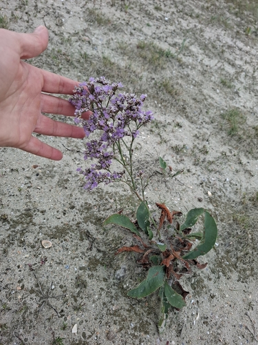 Limonium vulgare, photograph 2
