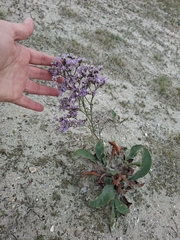 author not stated, no rights reserved Limonium vulgare, photograph author not stated, no rights reserved