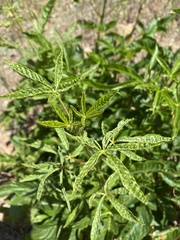 Tagetes lemmonii