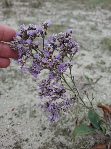 Limonium vulgare, photograph 3