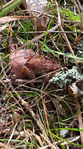 European Common Frog