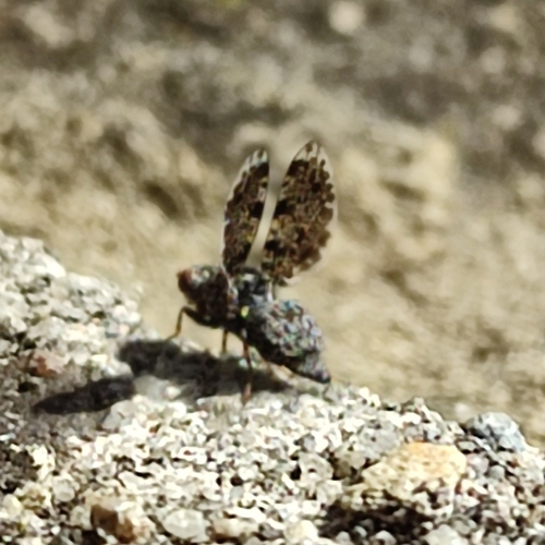 Peacock Fly