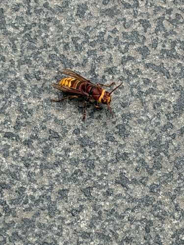 European Hornet