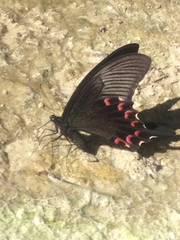 Papilio bianor