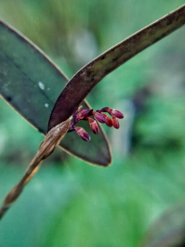 Image of Bonnet Orchid (Trichosalpinx ciliaris) by (c) Victor De la Cruz, some rights reserved (CC BY)