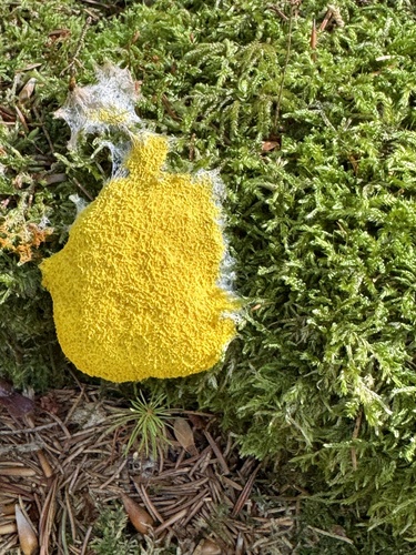 Dog Vomit Slime Mold