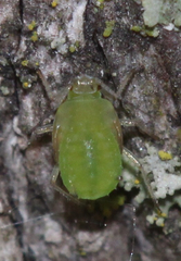 Aphis pomi