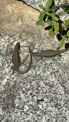 Common Wall Lizard