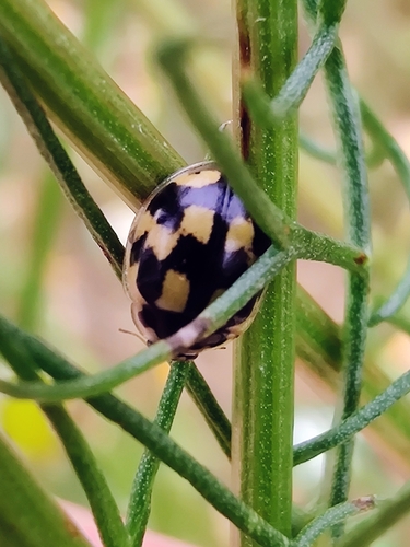 Fourteen-spotted Lady Beetle