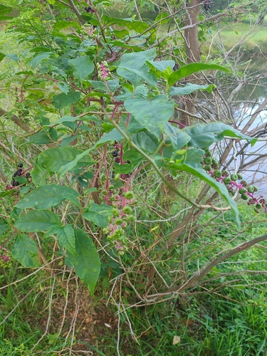 American pokeweed