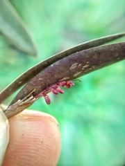 Trichosalpinx ciliaris