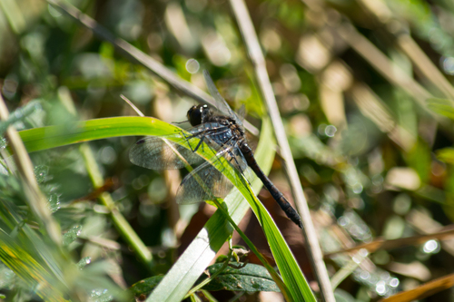 Black Meadowhawk