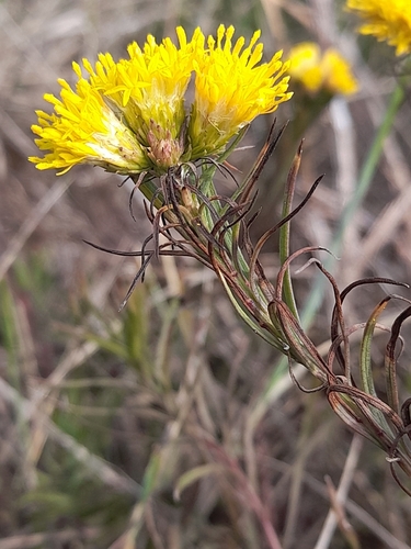 Galatella linosyris, photograph 2