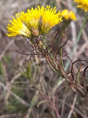 Galatella linosyris, photograph (c) Flavien Saboureau, some rights reserved (CC BY)