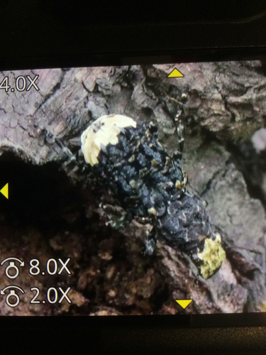 Resin Weevil