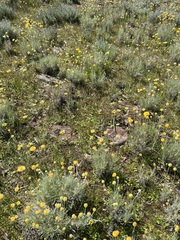 Leucochrysum albicans, photograph (c) Jared Shorma, some rights reserved (CC BY)