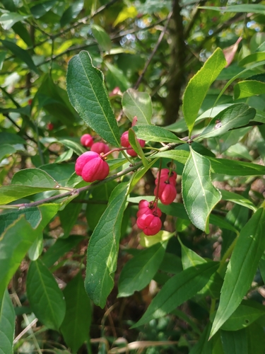 Spindle