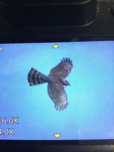 Eurasian Sparrowhawk