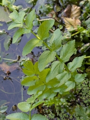 Berula erecta, photograph author not stated, no rights reserved