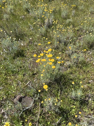 Leucochrysum albicans, photograph 5