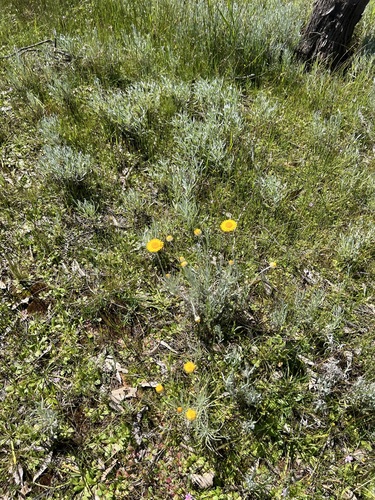 Leucochrysum albicans, photograph 4
