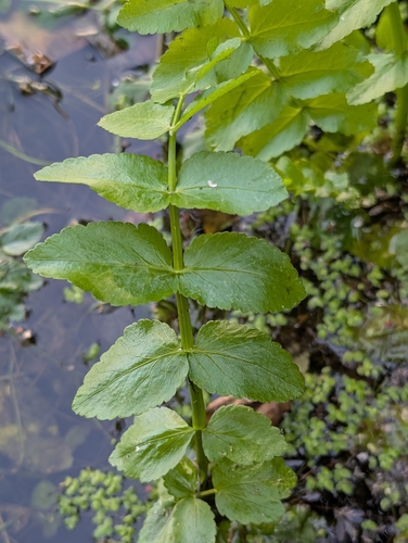 Berula erecta, photograph 3