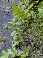 Berula erecta, photograph author not stated, no rights reserved