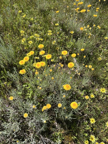 Leucochrysum albicans, photograph 3