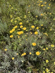 (c) Jared Shorma, some rights reserved (CC BY) Leucochrysum albicans, photograph (c) Jared Shorma, some rights reserved (CC BY)