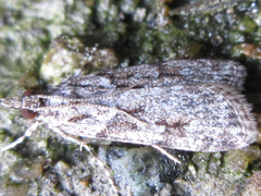 Scoparia isochroalis