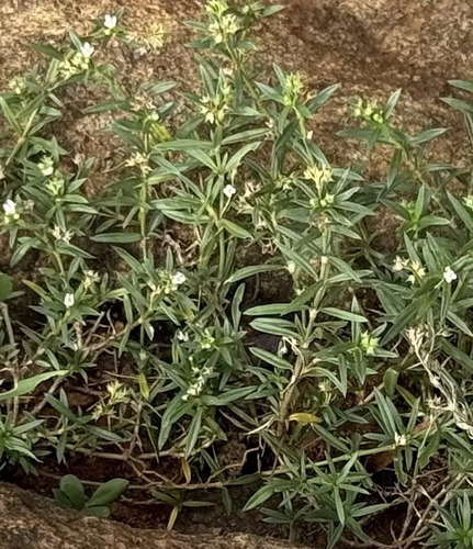 Oldenlandia corymbosa, photograph 3