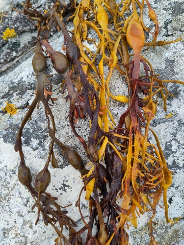 Knotted Wrack
