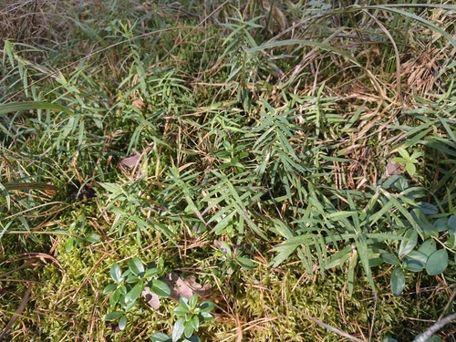 Rabelera holostea, photograph 4