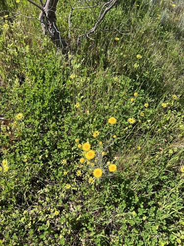 Leucochrysum albicans, photograph 2