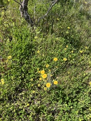 (c) Jared Shorma, some rights reserved (CC BY) Leucochrysum albicans, photograph (c) Jared Shorma, some rights reserved (CC BY)