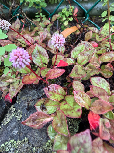 pink knotweed