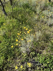Leucochrysum albicans