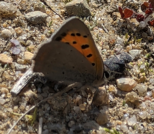 Small Copper