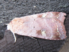 Diarsia canescens