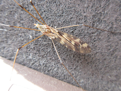 Tipula coquilletti