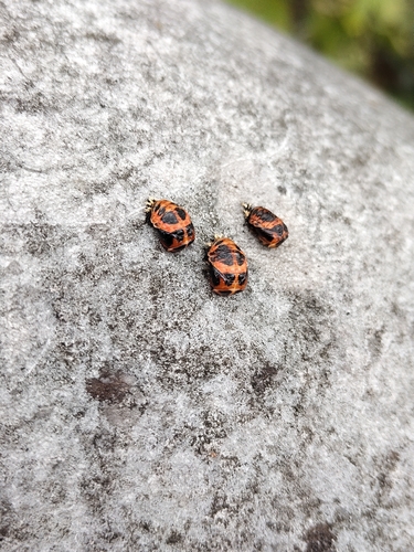 Asian Lady Beetle
