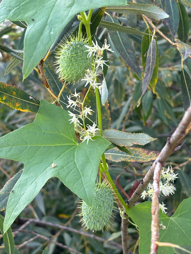 prickly cucumber